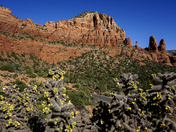 Coconino National Forest