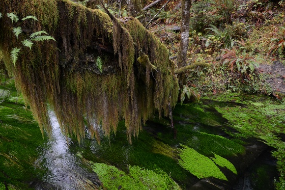 Olympic National Park