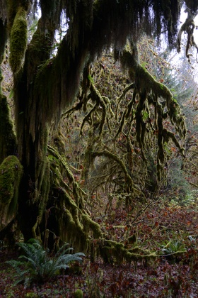 Olympic National Park