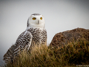 Snowy Owl