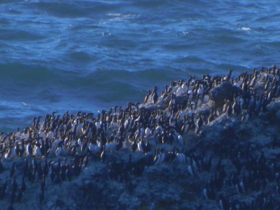 Cape Meares National Wildlife Refuge