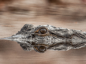 Okefenokee National Wildlife Refuge 