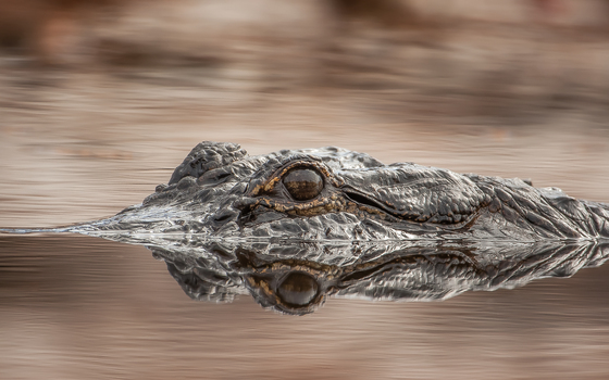 Okefenokee National Wildlife Refuge 