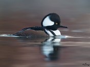 Hooded-Merganser