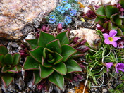 Mt. Bierstad/Guanellas Pas