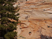 zion national park