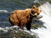 Brooks Falls Katmai National Park