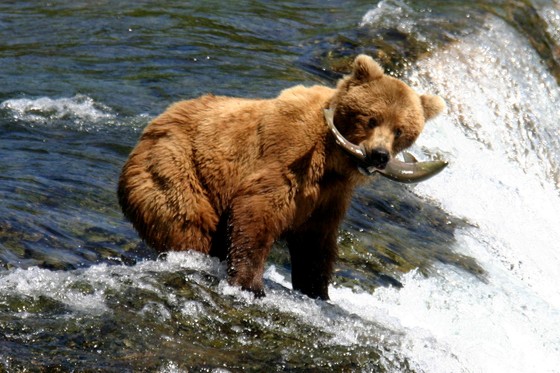 Brooks Falls Katmai National Park