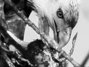 Eagle Feast