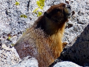 Kings Canyon National Park