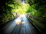 Bankhead National Forest