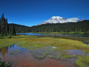 Mt. Rainier National Park