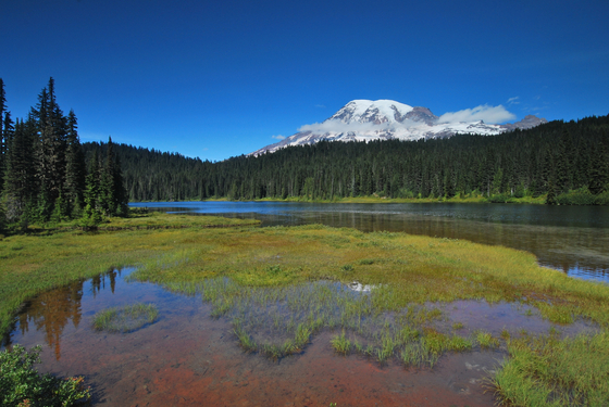 Mt. Rainier National Park
