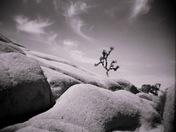 Joshua Tree National Park