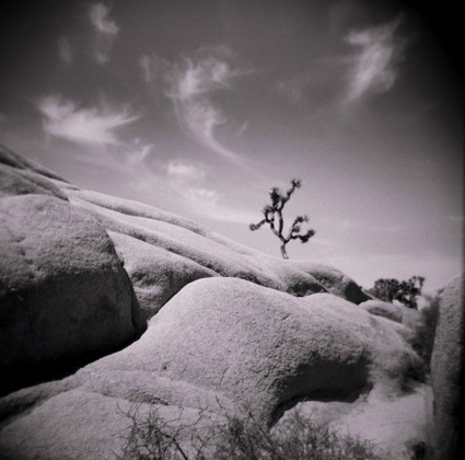 Joshua Tree National Park