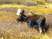 Arapahoe National Forest