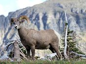 Glacier National Park