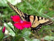 CANADIAN TIGER SWALLOWTAIL BUTTERFLY