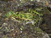 NORTHERN LEOPARD FROG 