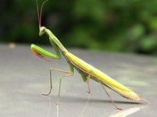 PRAYING MANTIS