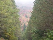 Monongahela National Forest WV