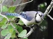 BLUE JAY