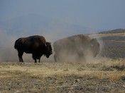 Yellowstone