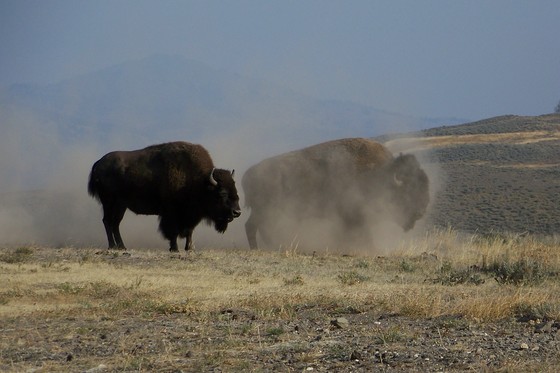Yellowstone