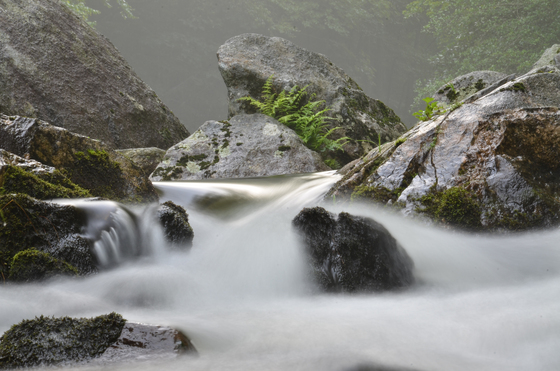 Pisgah National Forest