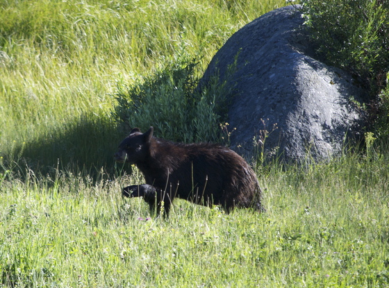 Yellowstone National Park