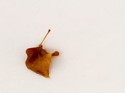 WInter Leaf