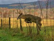 Great Smoky Mountains National Park 