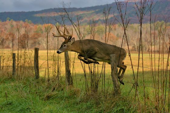 Great Smoky Mountains National Park 