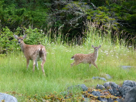 Tongass National Forest