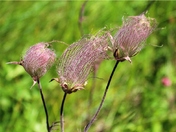 3 Flower Avens