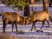 Rocky Mountain National Park