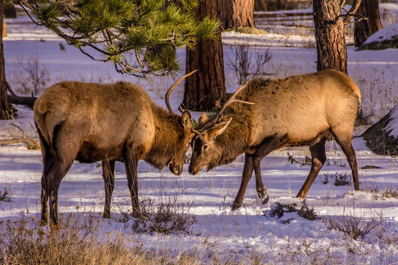 Rocky Mountain National Park
