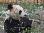 The multicultural city