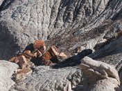 Petrified Forest National Park