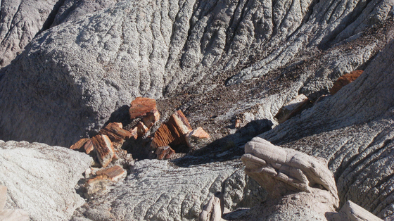 Petrified Forest National Park