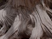 Dixie National Forest