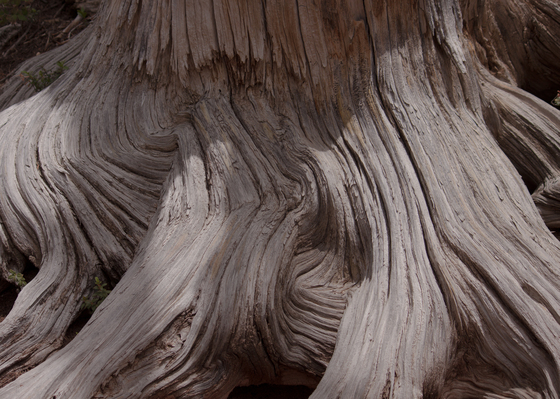 Dixie National Forest