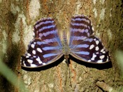 Santa Ana National Wildlife Refuge
