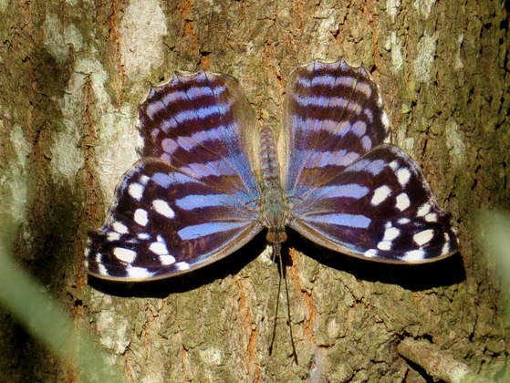 Santa Ana National Wildlife Refuge