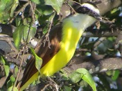 Santa Ana NWR