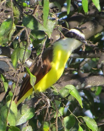 Santa Ana NWR