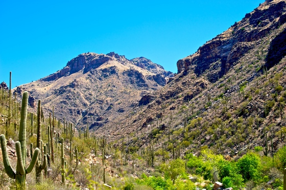 Saguaro National Park