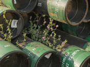 Wildflowrs and Pipe Stack