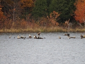 Land Between the Lakes