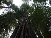 Redwood National Park